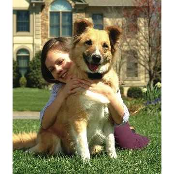 In-Ground Dog Fence G9973