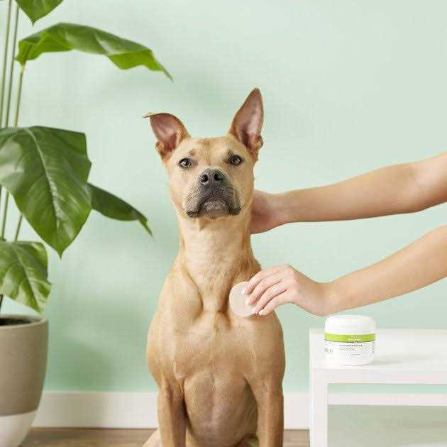 Antiseptic Pet Wipes Y957910