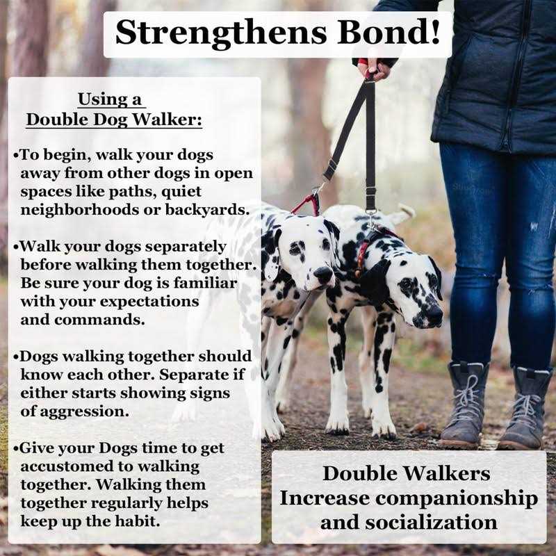 Double Dog Walker Leash, 16-24 Inches, Adjustable, Tin Alloy Snaps M45919