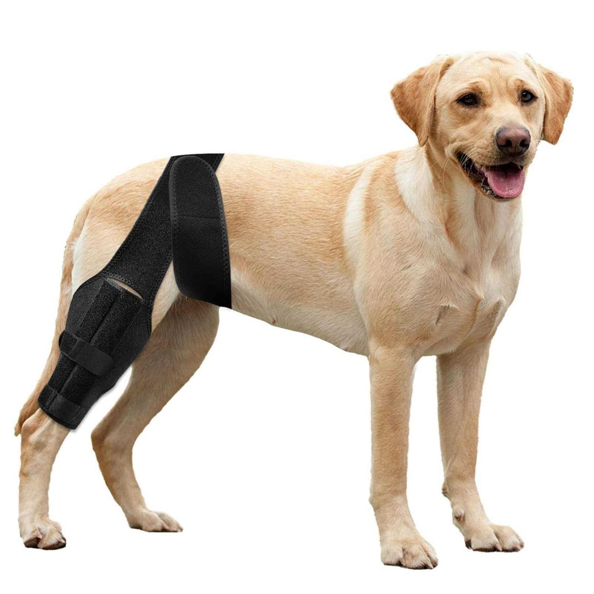 Dog Knee Brace with Cruciate Ligament I726