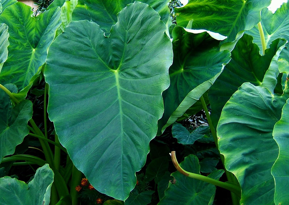 Green Taro Bulbs Z333614