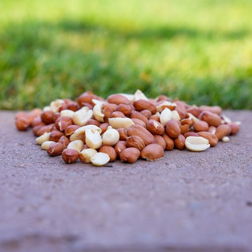 Shelled Peanuts Wild Bird Food 10 Pounds C6282