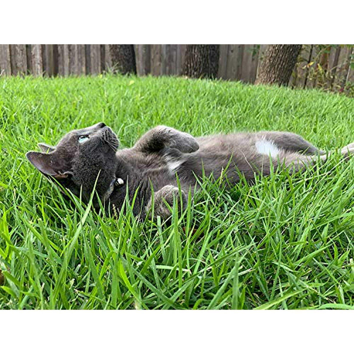 Senior Dry Cat Food Alaska Pollock J109727
